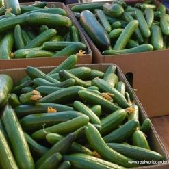 Early Spring burpless Cucumber
