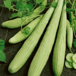 แตงกวายาว - Armenian Yard long Cucumber-Dưa chuột dài -