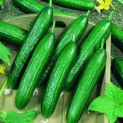 แตงกวาดัช - Dutch Cucumber