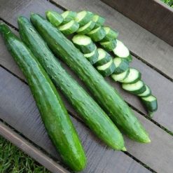 แตงกวาญี่ปุ่น - Japanese Cucumber-dưa chuột nhật