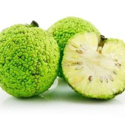 ผลไม้เฮดจ์ แอปเปิ้ล Hedge Apple Fruit Tree