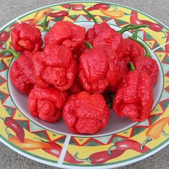 พริกตรินิแดด มอรูก้า สกอร์เปียน - Trinidad Moruga Scorpion