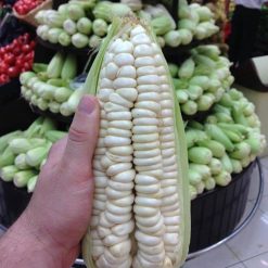 ข้าวโพดคูสโค (เมล็ดใหญ่ที่สุดในโลก) - Cuzco Corn