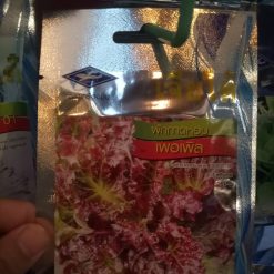 Xà lách lá đỏ Red Leaf Lettuce Chia Tai