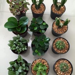 trọn bô 12 cây xương rồng mini made in thailand