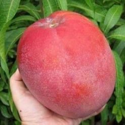 xoài đỏ - nhà vườn /pnpanmai
