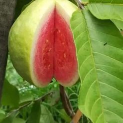 ổi dưa hấu - nhà vườn pnpanmai