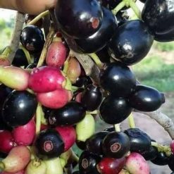 cây trâm bầu -nhà vườn pnpanmai