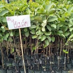 ổi không hạt - nhà vườn pnpanmai